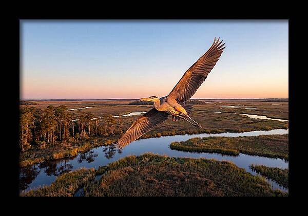 Great Blue Heron In Flight