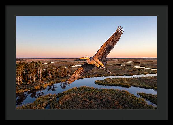 Great Blue Heron In Flight