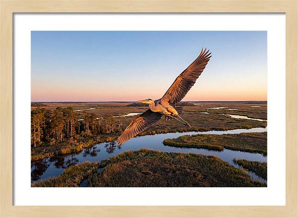 Great Blue Heron In Flight