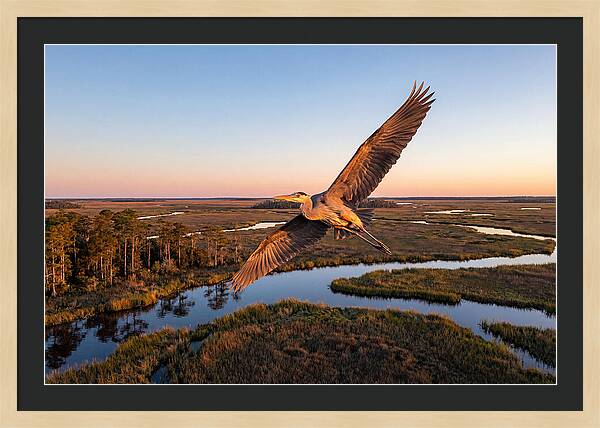Great Blue Heron In Flight
