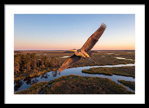 Great Blue Heron In Flight