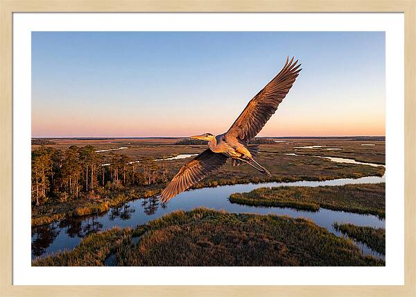 Great Blue Heron In Flight