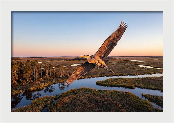 Great Blue Heron In Flight