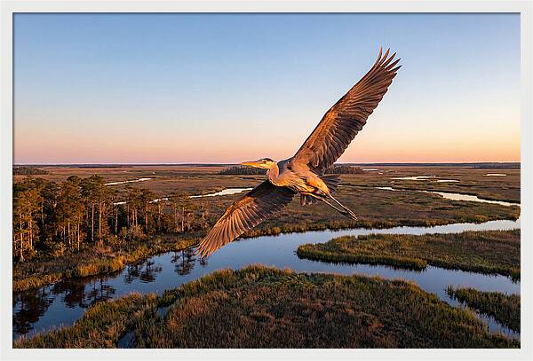 Great Blue Heron In Flight
