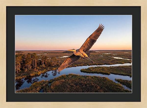 Great Blue Heron In Flight