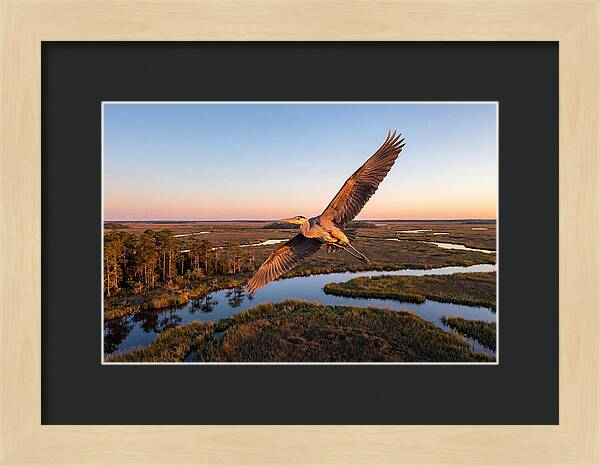 Great Blue Heron In Flight