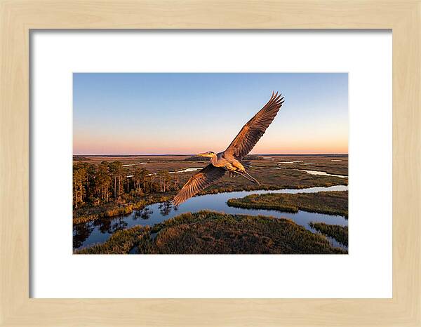 Great Blue Heron In Flight