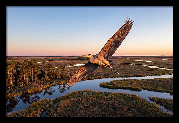 Great Blue Heron In Flight