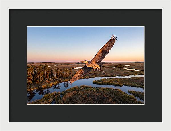 Great Blue Heron In Flight