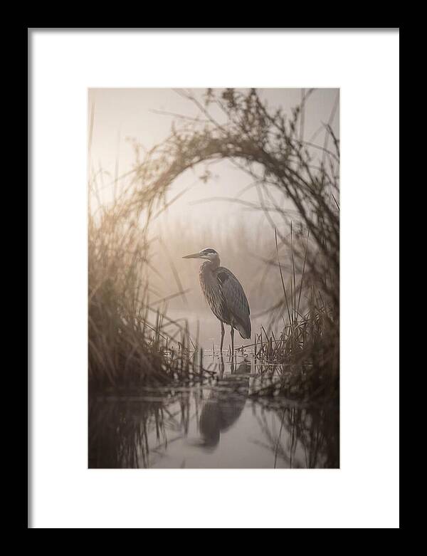 Great Blue Heron In Misty Marsh