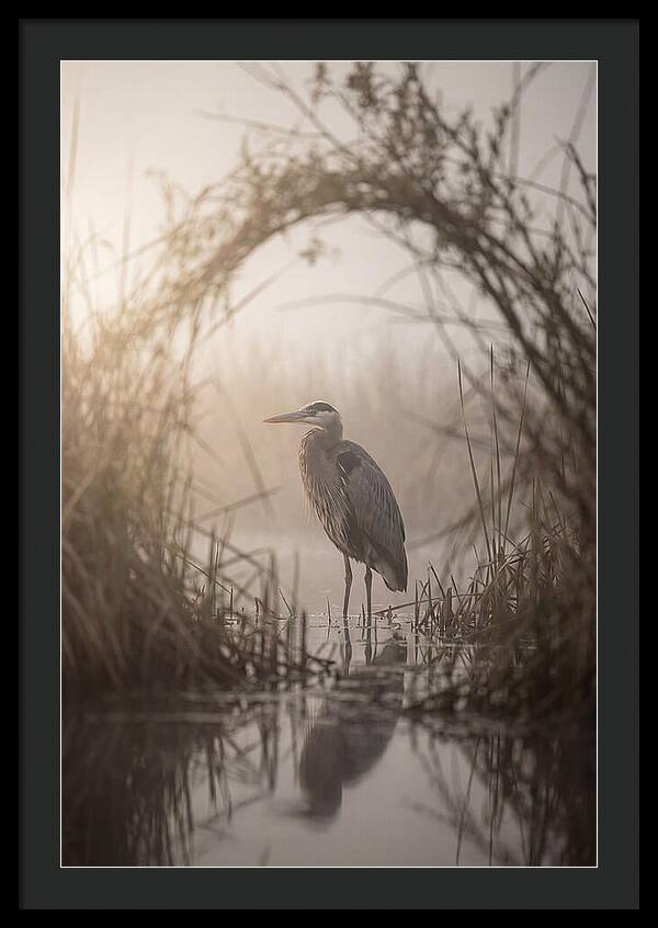 Great Blue Heron In Misty Marsh