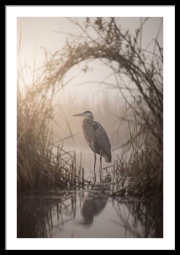 Great Blue Heron In Misty Marsh