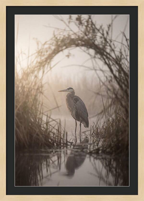 Great Blue Heron In Misty Marsh
