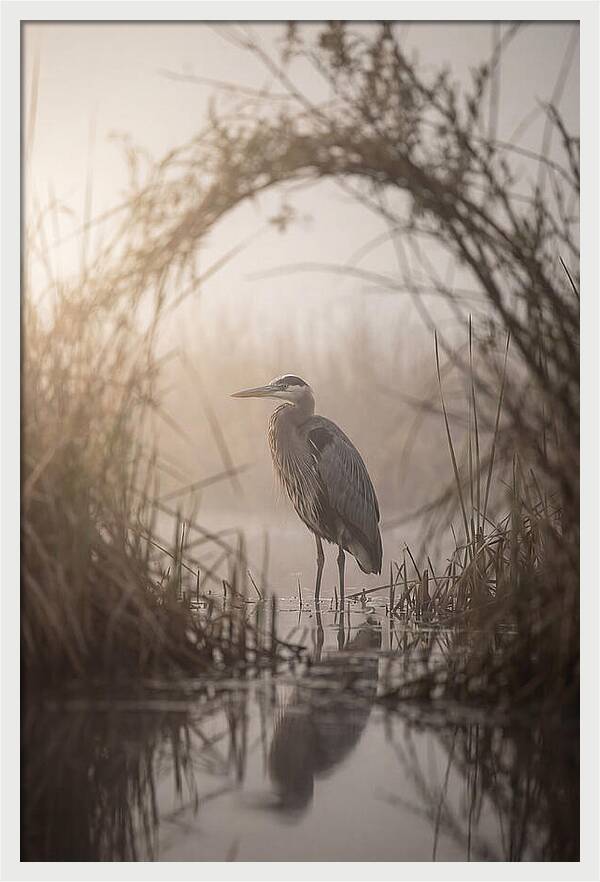 Great Blue Heron In Misty Marsh