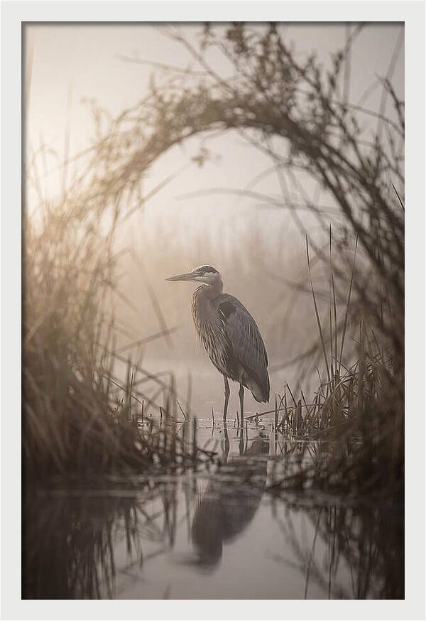 Great Blue Heron In Misty Marsh