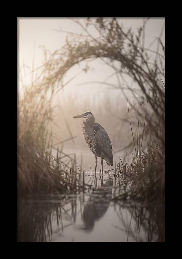 Great Blue Heron In Misty Marsh