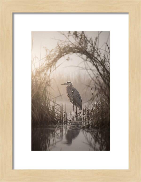 Great Blue Heron In Misty Marsh
