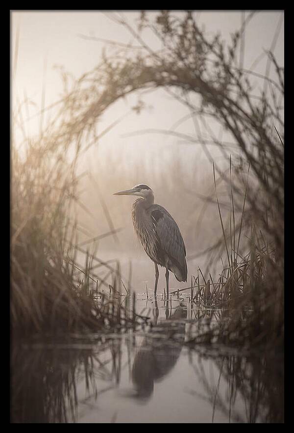 Great Blue Heron In Misty Marsh