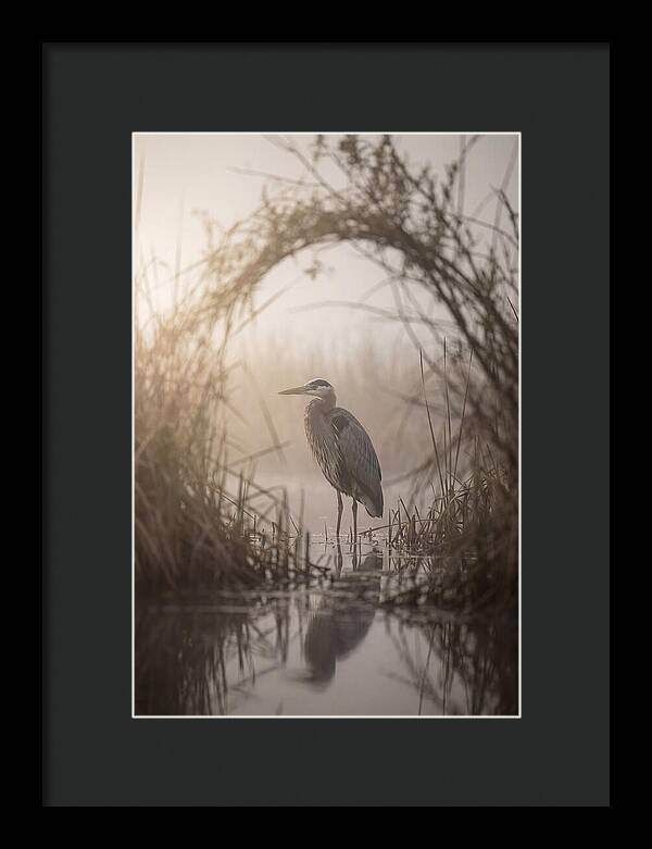 Great Blue Heron In Misty Marsh