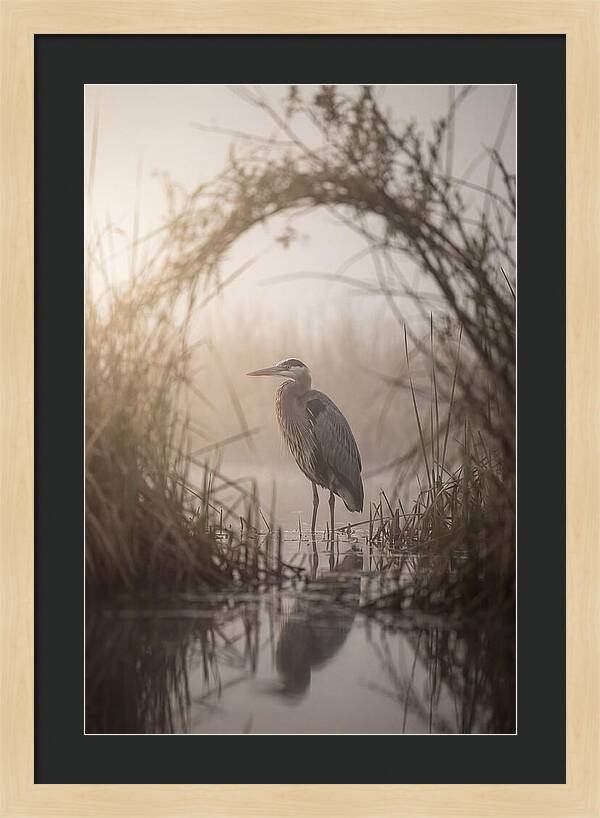 Great Blue Heron In Misty Marsh