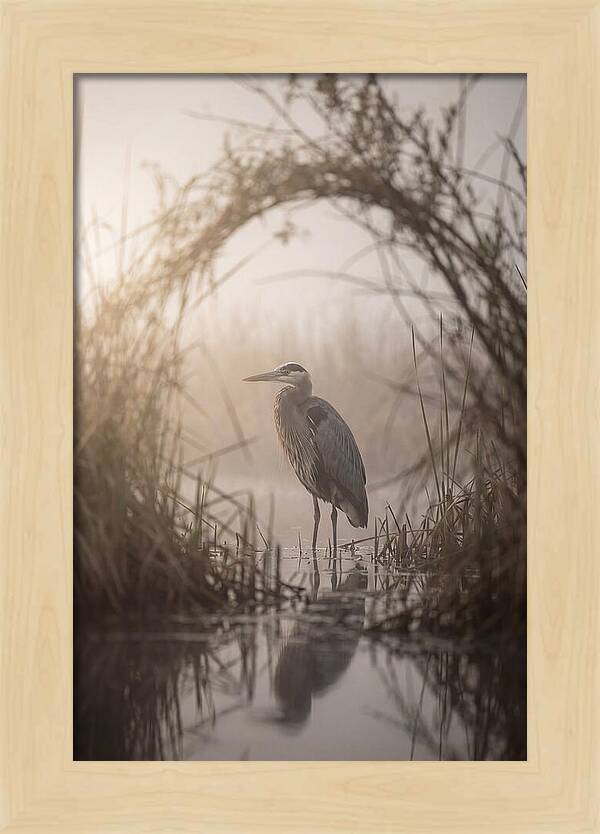 Great Blue Heron In Misty Marsh