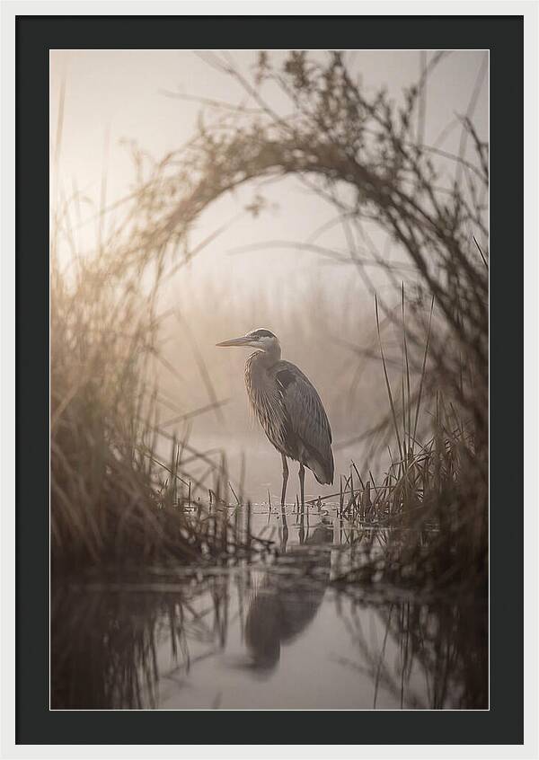 Great Blue Heron In Misty Marsh