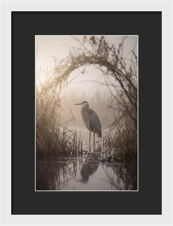 Great Blue Heron In Misty Marsh