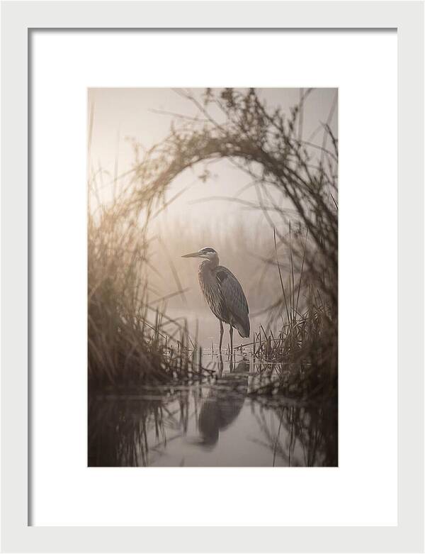Great Blue Heron In Misty Marsh