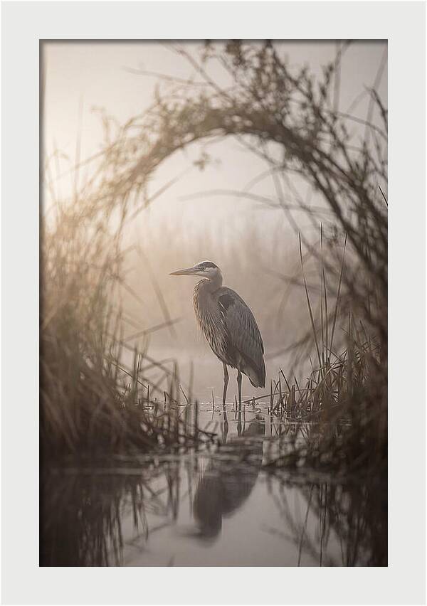 Great Blue Heron In Misty Marsh