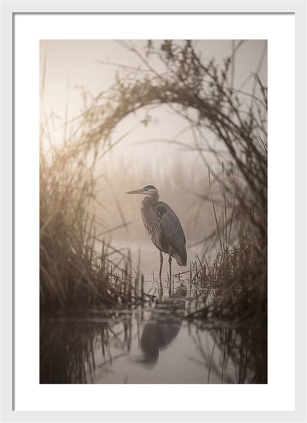 Great Blue Heron In Misty Marsh