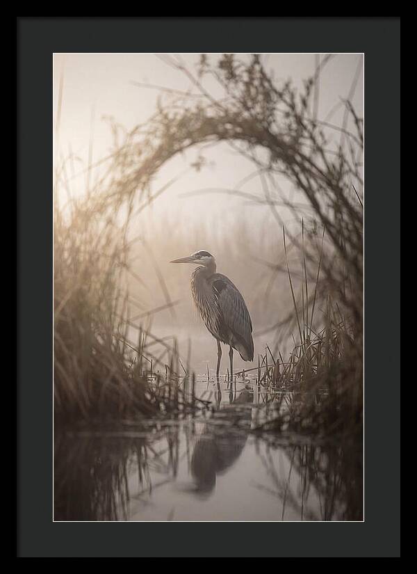 Great Blue Heron In Misty Marsh