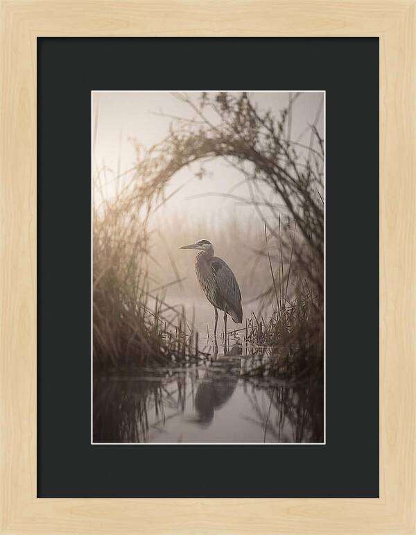 Great Blue Heron In Misty Marsh