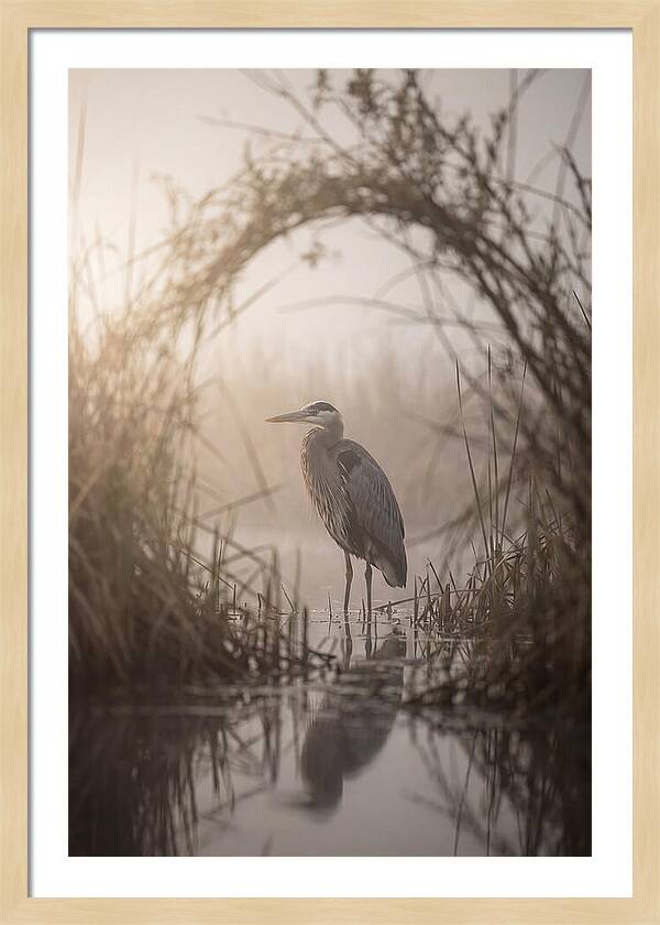 Great Blue Heron In Misty Marsh