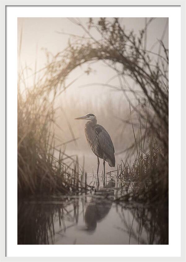 Great Blue Heron In Misty Marsh
