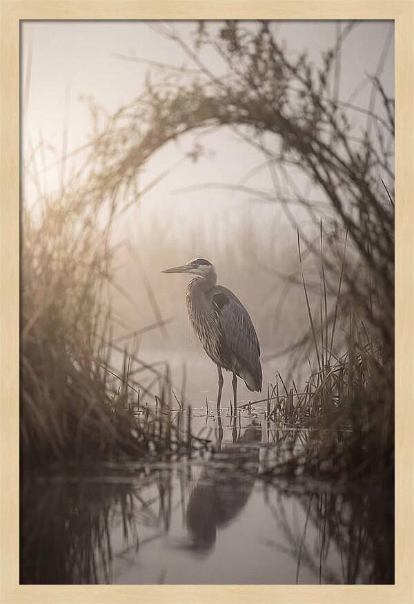 Great Blue Heron In Misty Marsh