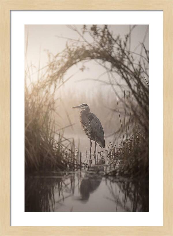 Great Blue Heron In Misty Marsh
