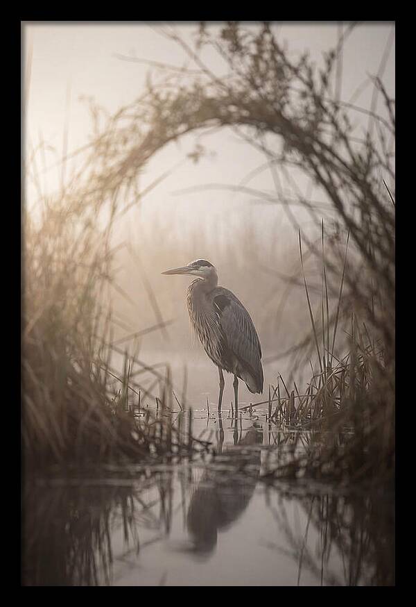 Great Blue Heron In Misty Marsh