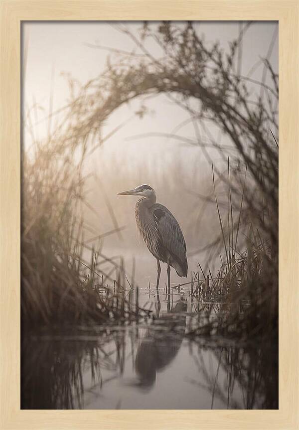 Great Blue Heron In Misty Marsh