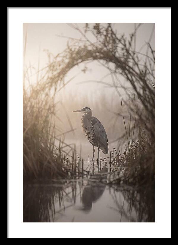 Great Blue Heron In Misty Marsh