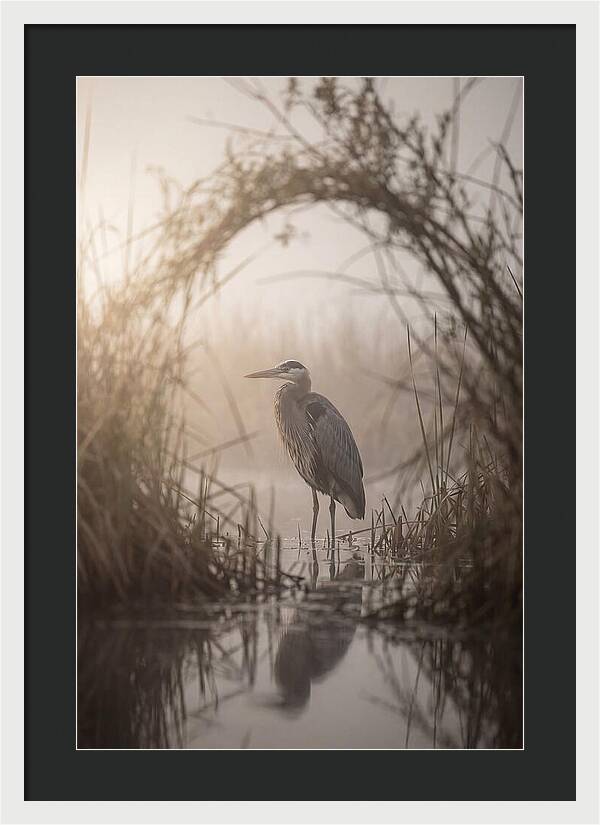Great Blue Heron In Misty Marsh