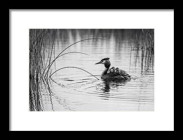 Great Crested Grebe Family