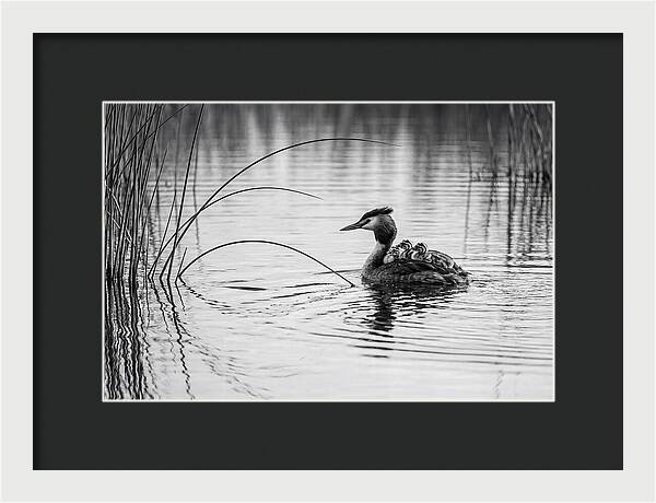 Great Crested Grebe Family