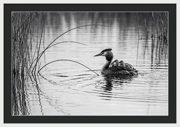 Great Crested Grebe Family