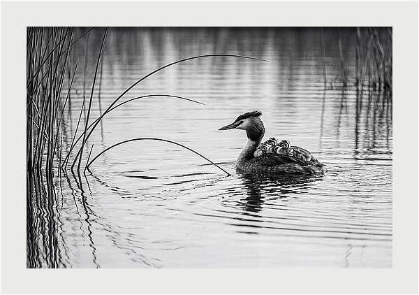 Great Crested Grebe Family
