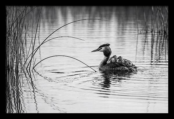 Great Crested Grebe Family