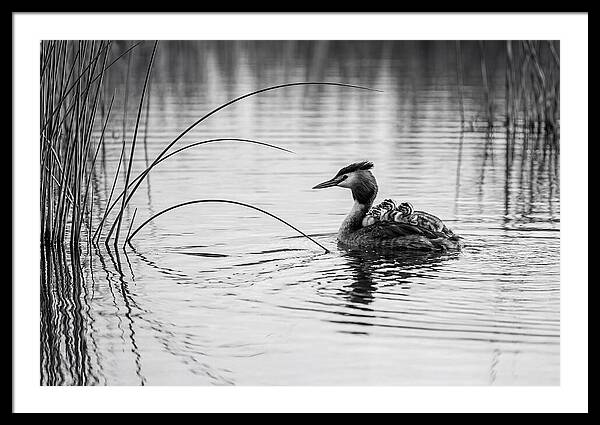 Great Crested Grebe Family