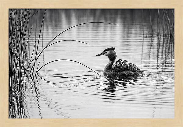 Great Crested Grebe Family