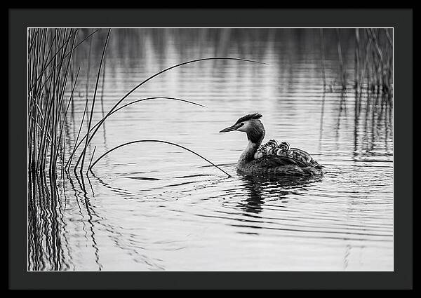 Great Crested Grebe Family