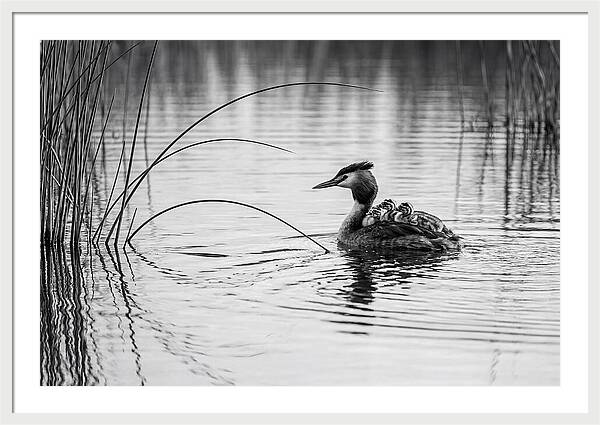 Great Crested Grebe Family