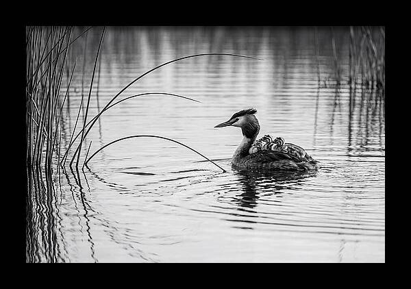 Great Crested Grebe Family